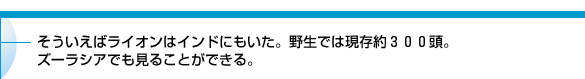 そういえばライオンはインドにもいた。野生では現存約300頭。ズーラシアでも見ることができる。